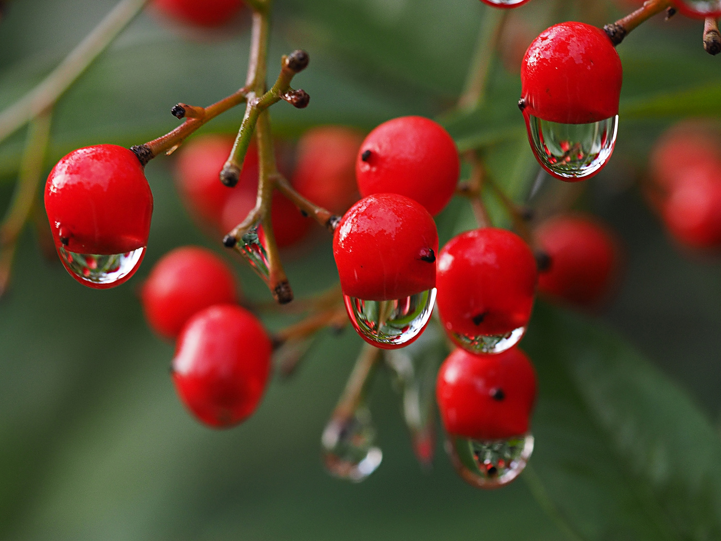 Vogelbeeren...