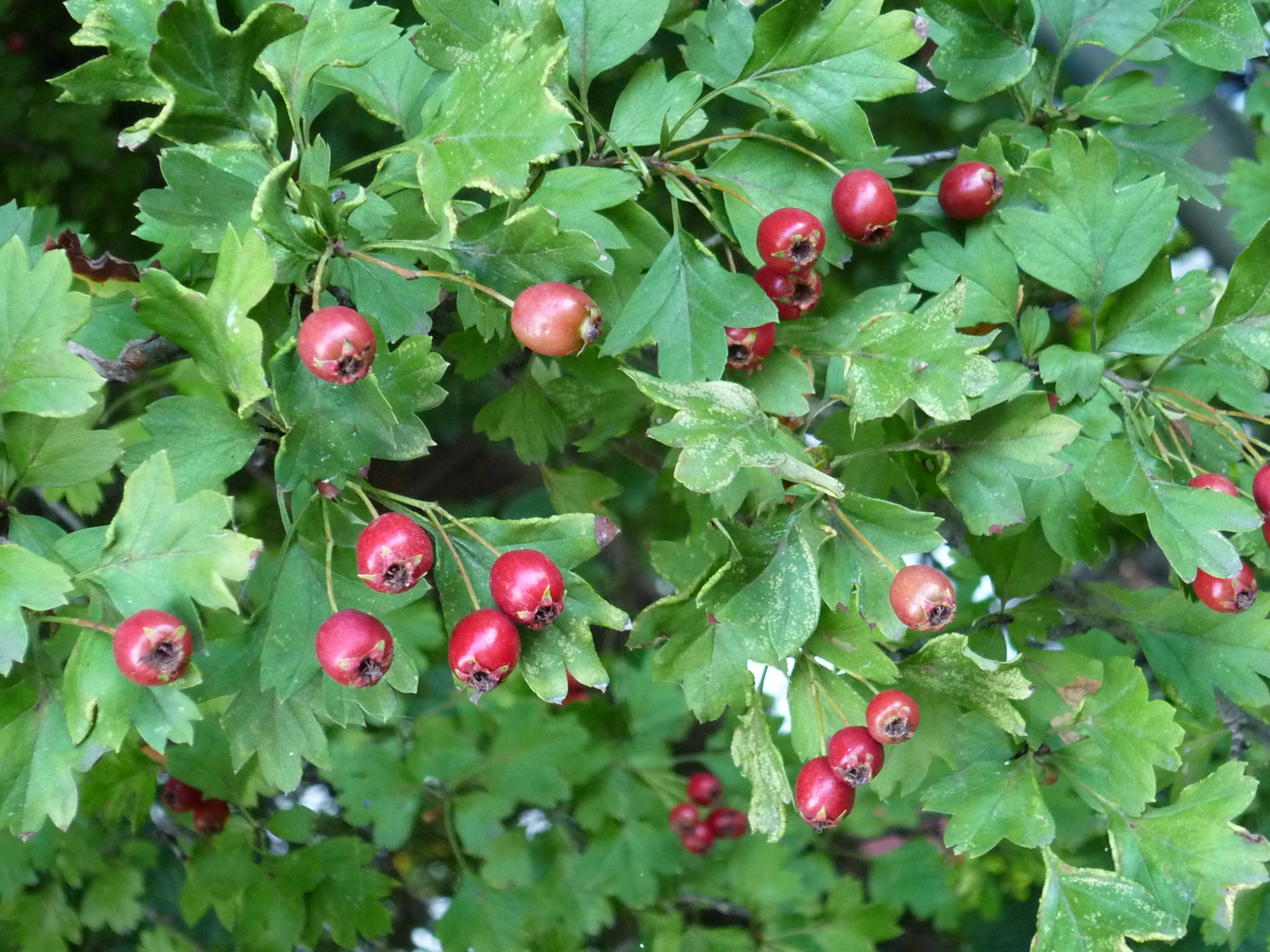 Vogelbeeren