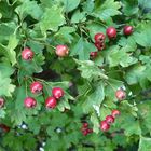 Vogelbeeren