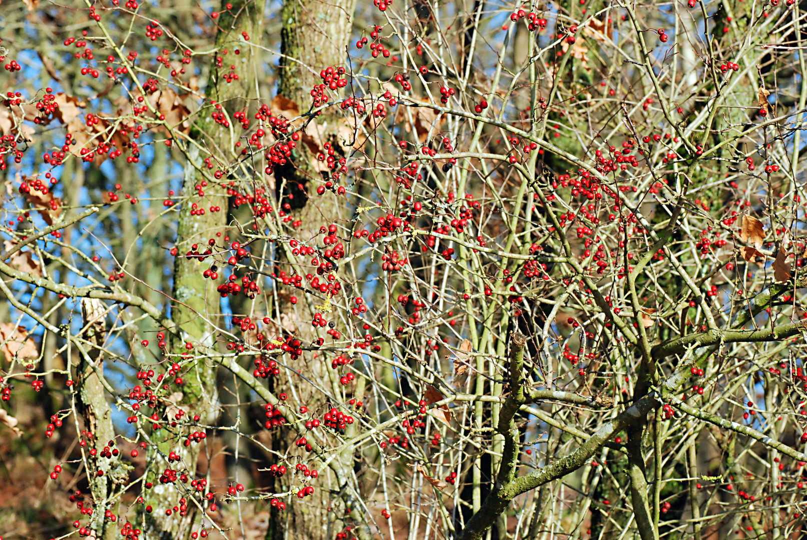 Vogelbeeren