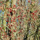 Vogelbeeren