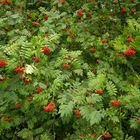 Vogelbeeren