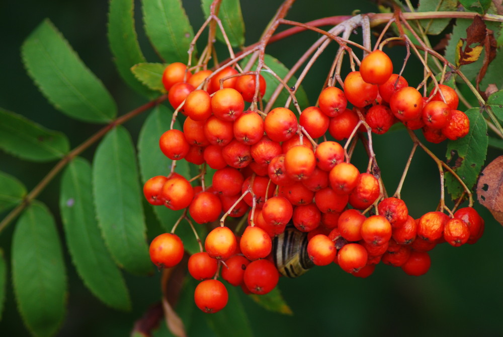 Vogelbeeren