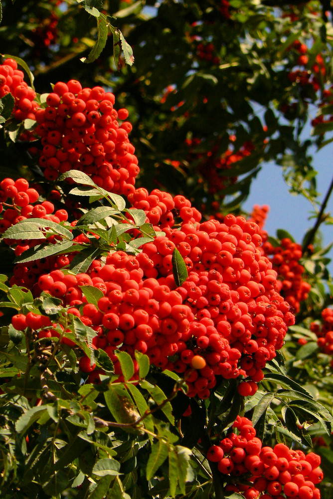 Vogelbeeren