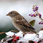 Vogelbeeren 