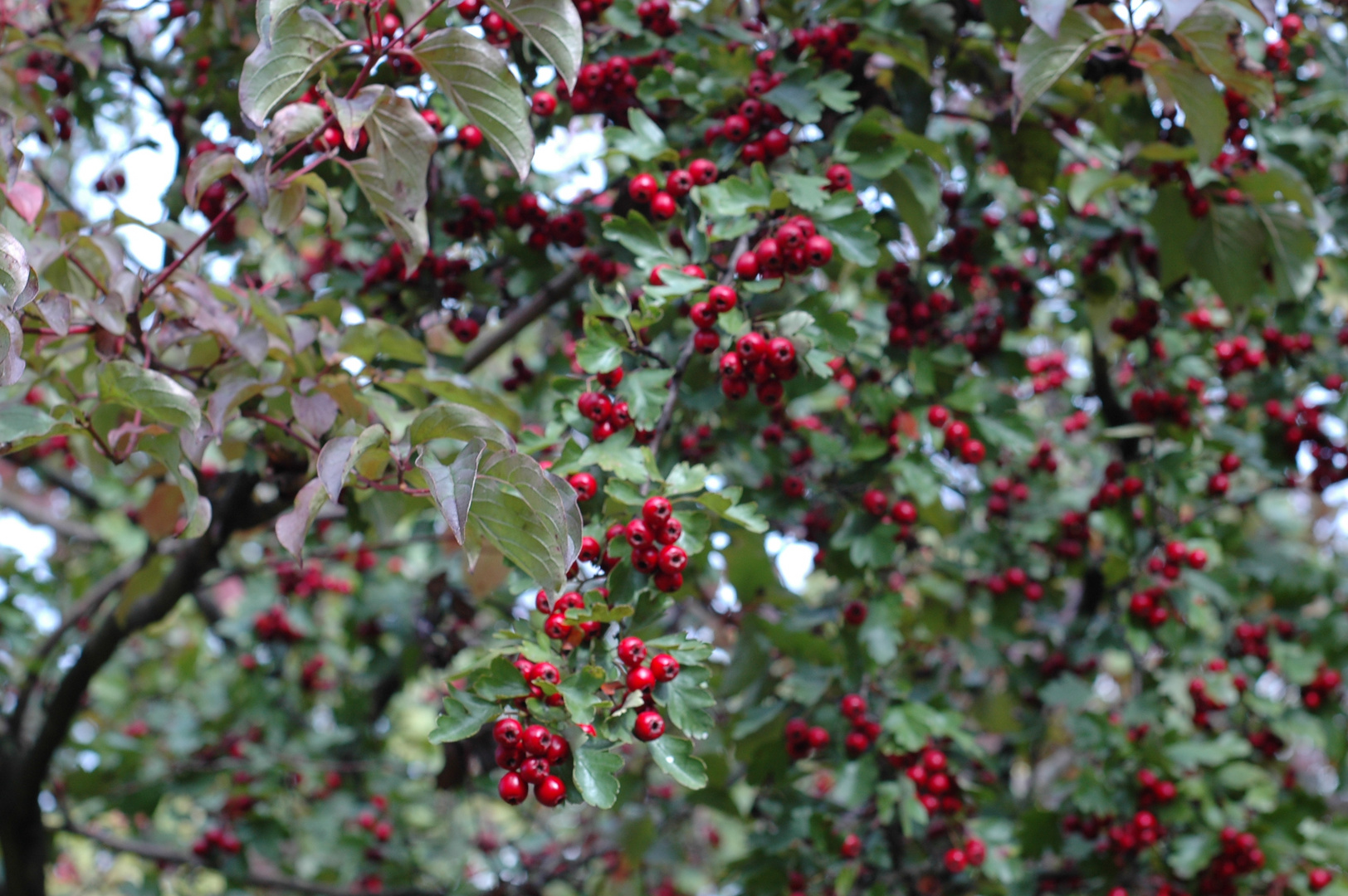 Vogelbeeren