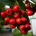 Vogelbeeren