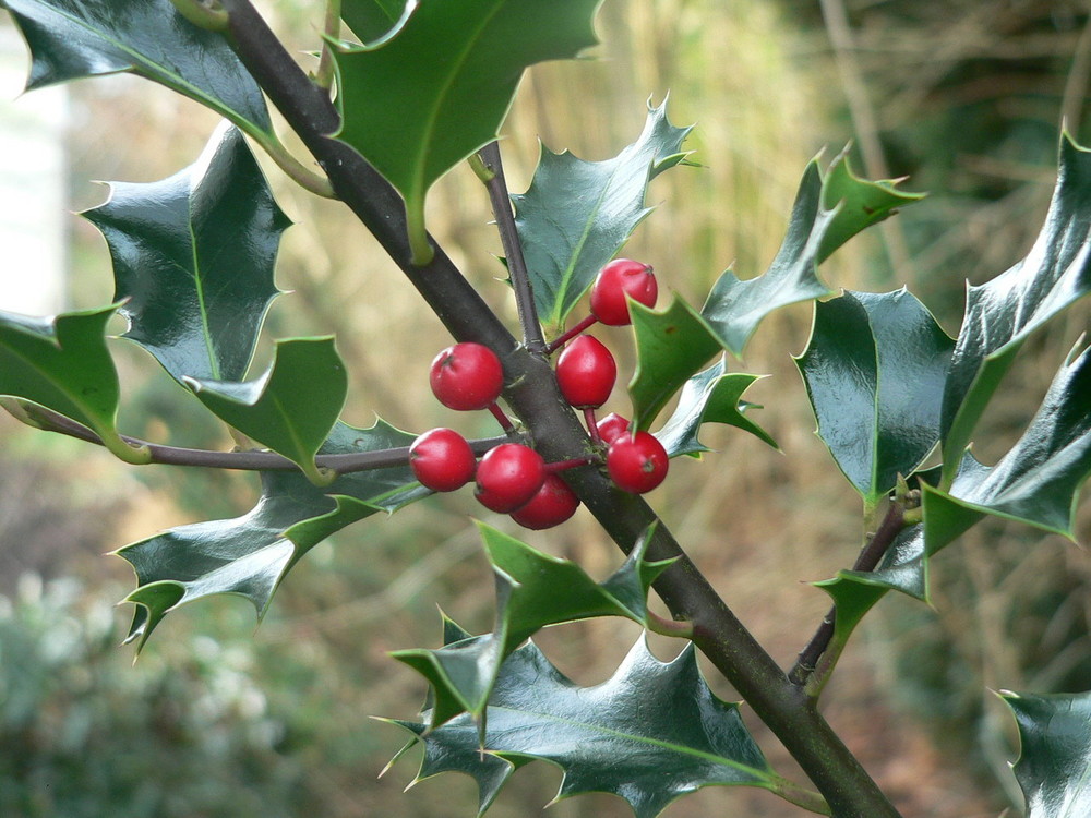 Vogelbeeren