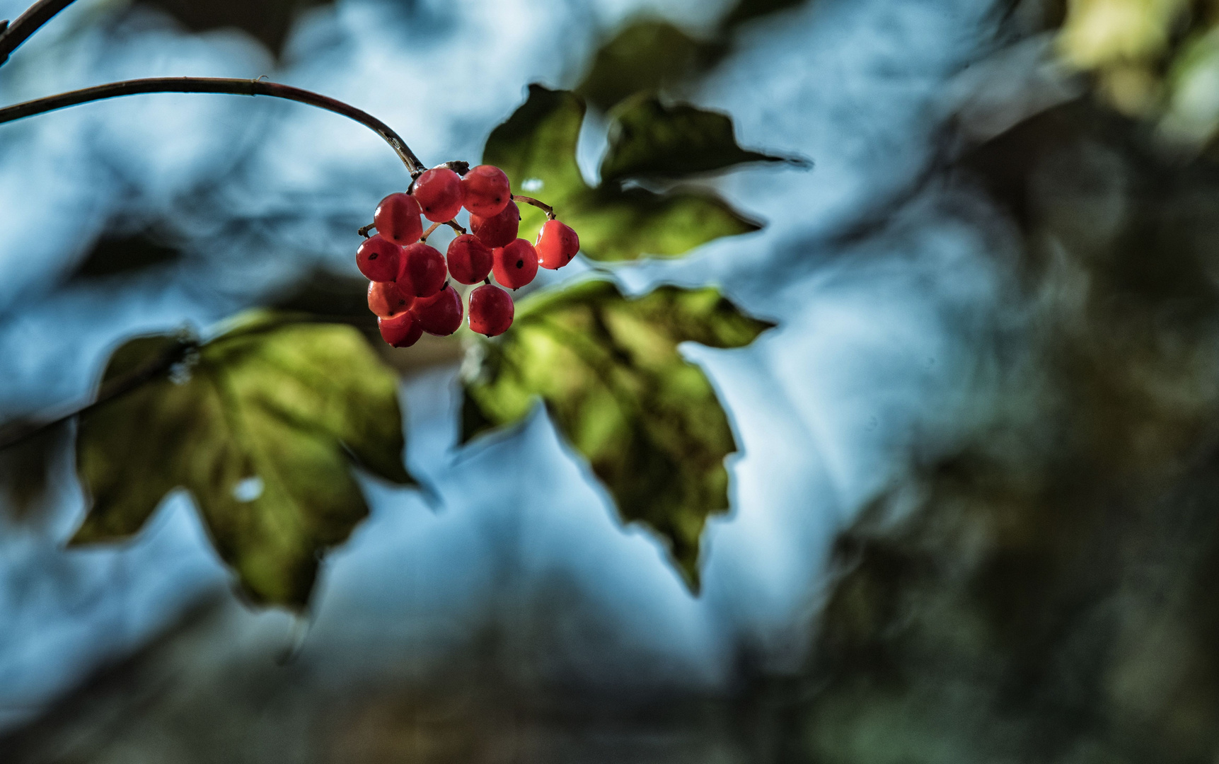 Vogelbeeren