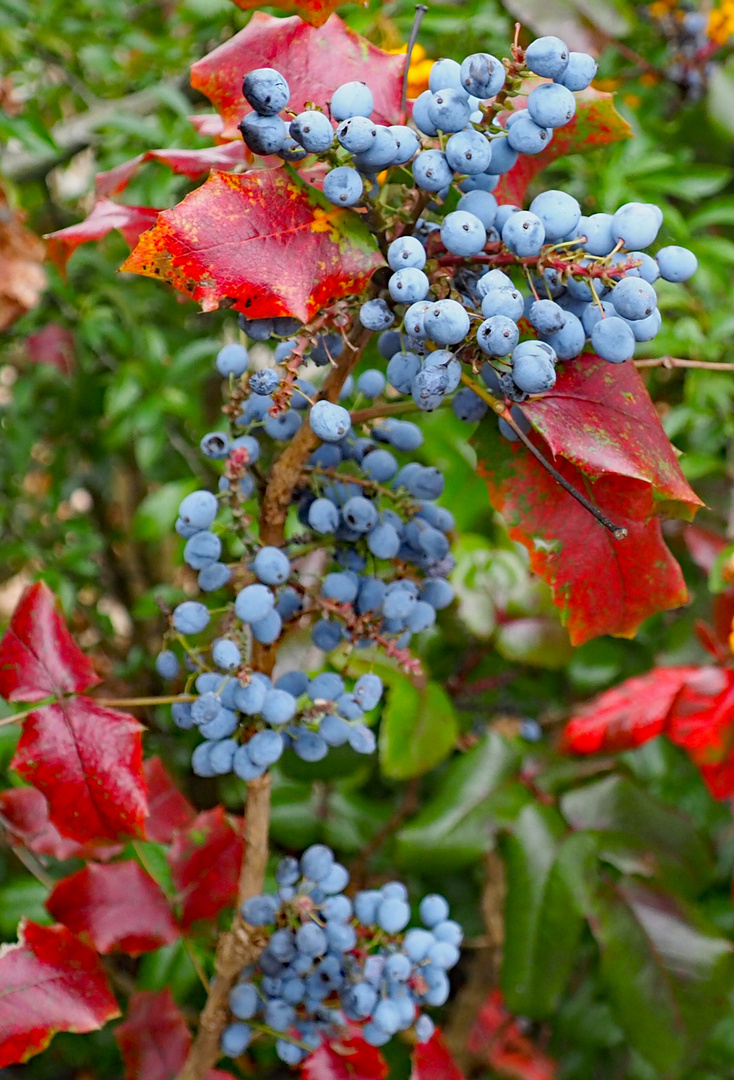 Vogelbeeren