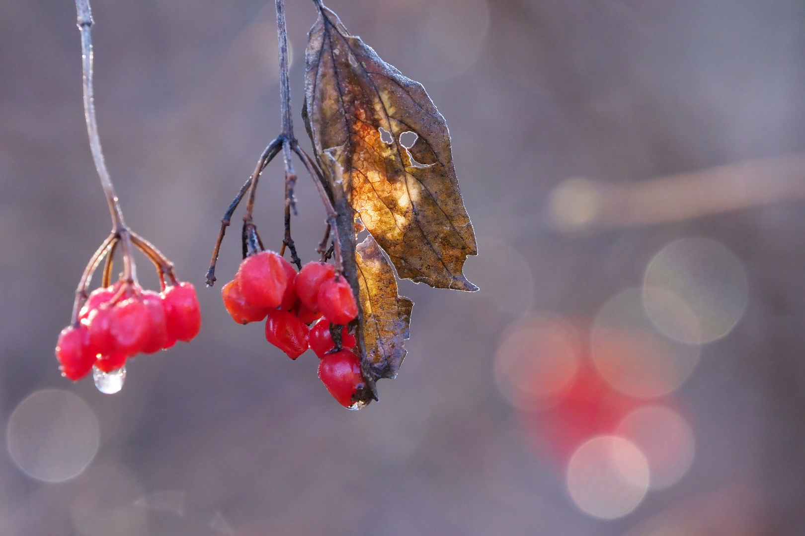 VOGELBEEREN