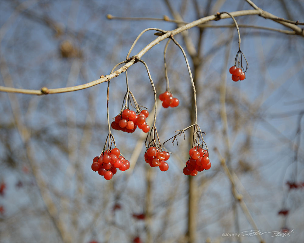 Vogelbeeren