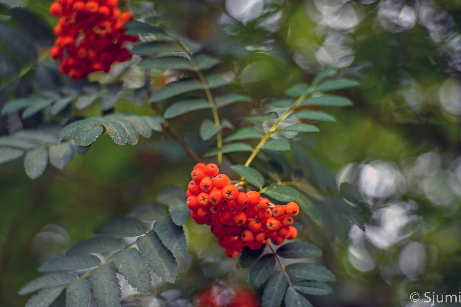 Vogelbeeren