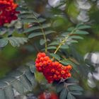 Vogelbeeren