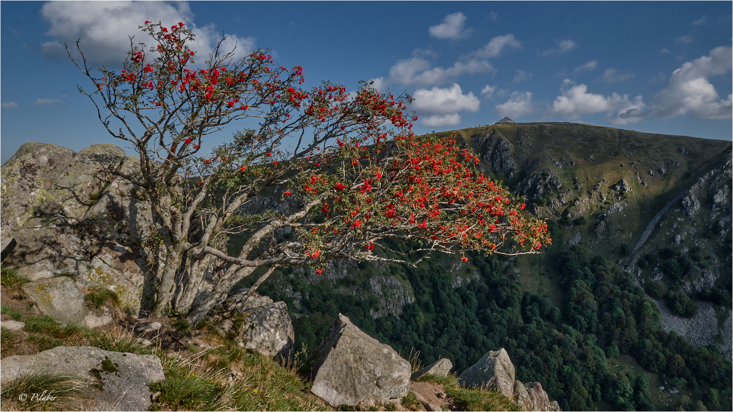 Vogelbeeren