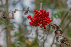 Vogelbeeren