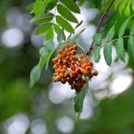 Vogelbeeren