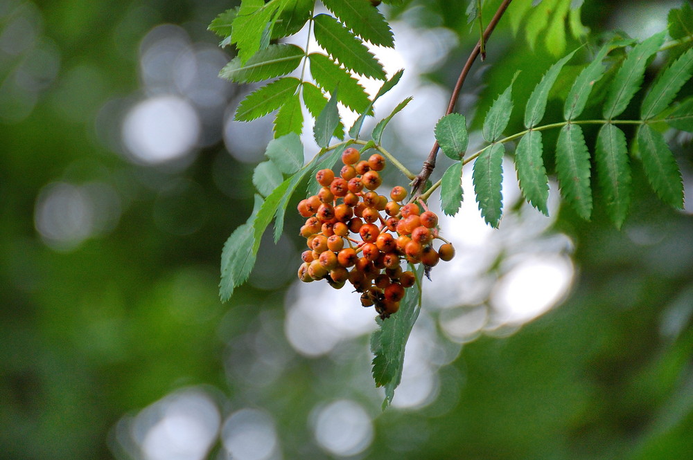 Vogelbeeren