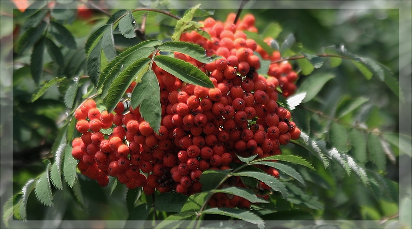 Vogelbeeren