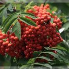 Vogelbeeren