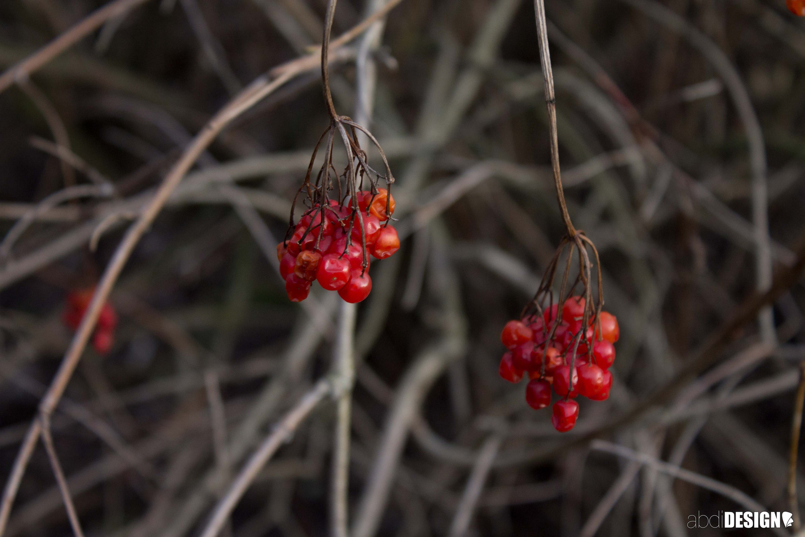 Vogelbeeren