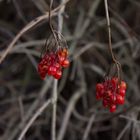 Vogelbeeren