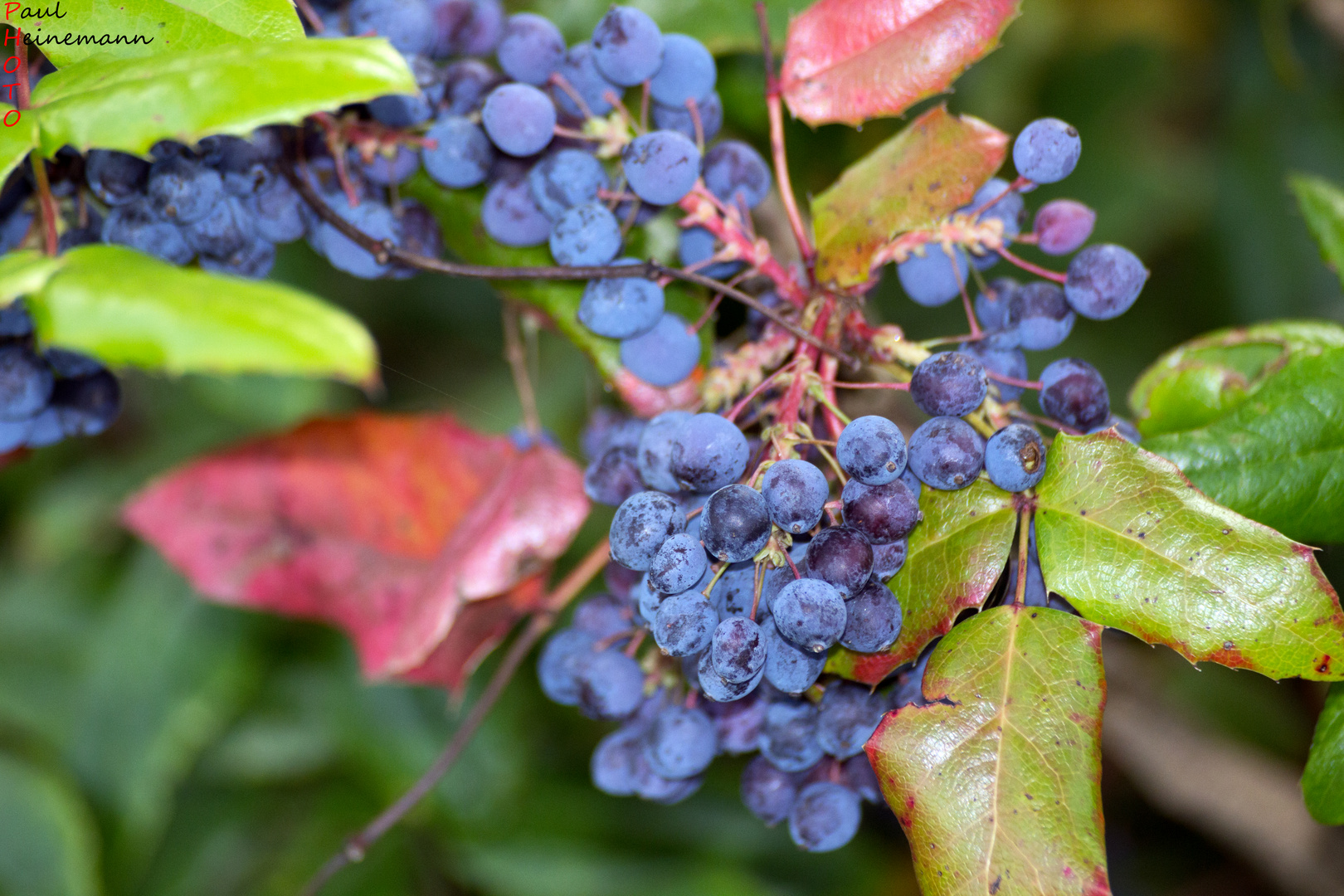 Vogelbeeren