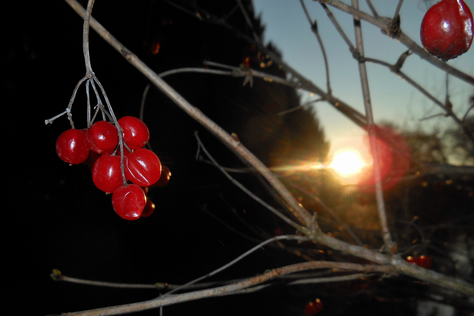 Vogelbeeren