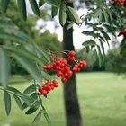 Vogelbeeren