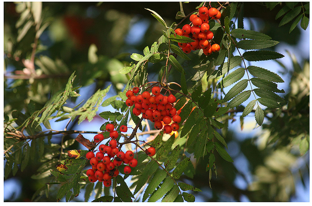 Vogelbeeren