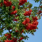 Vogelbeeren