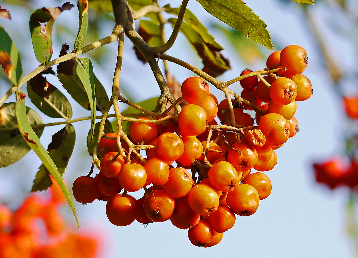 Vogelbeeren