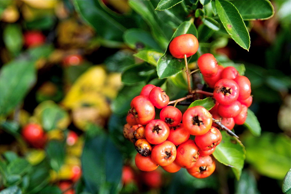 Vogelbeeren