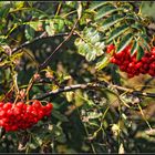 Vogelbeeren