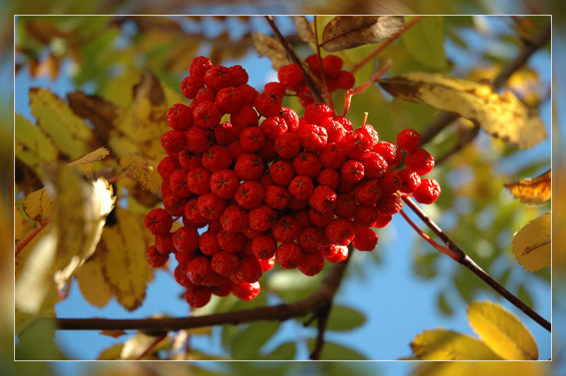 Vogelbeeren