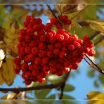 Vogelbeeren