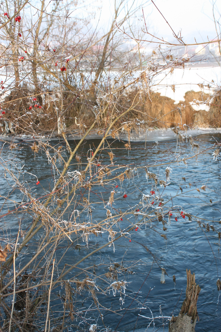 Vogelbeeren