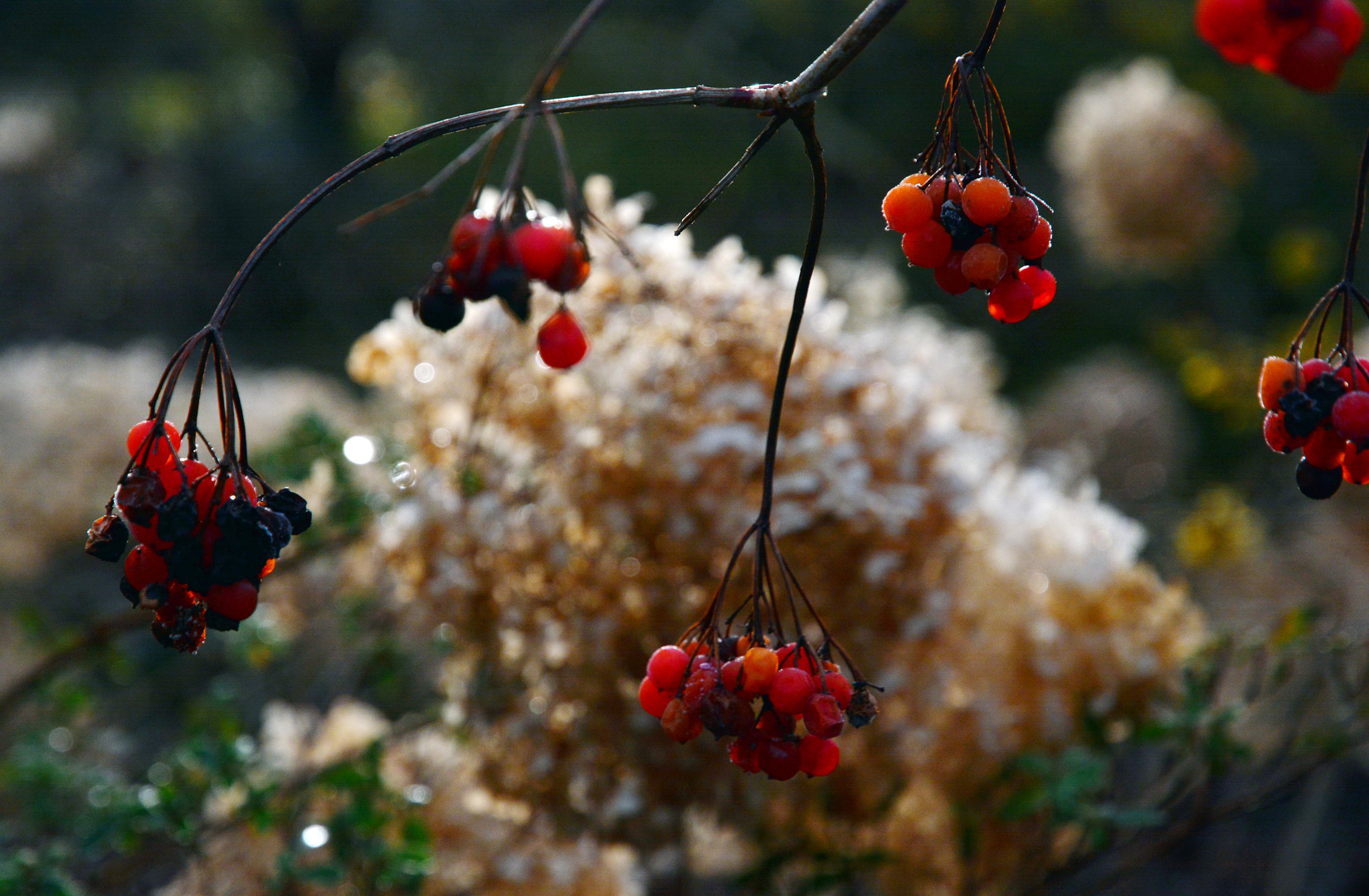 Vogelbeeren