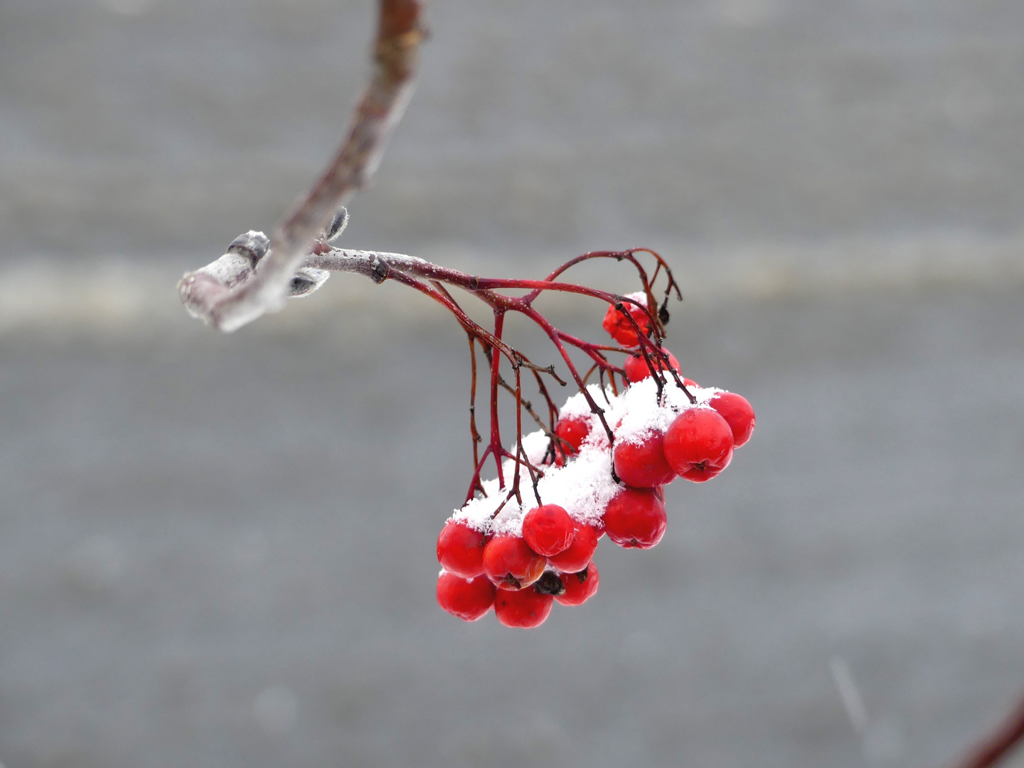 Vogelbeeren