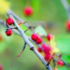 Vogelbeeren