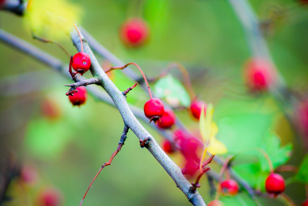 Vogelbeeren