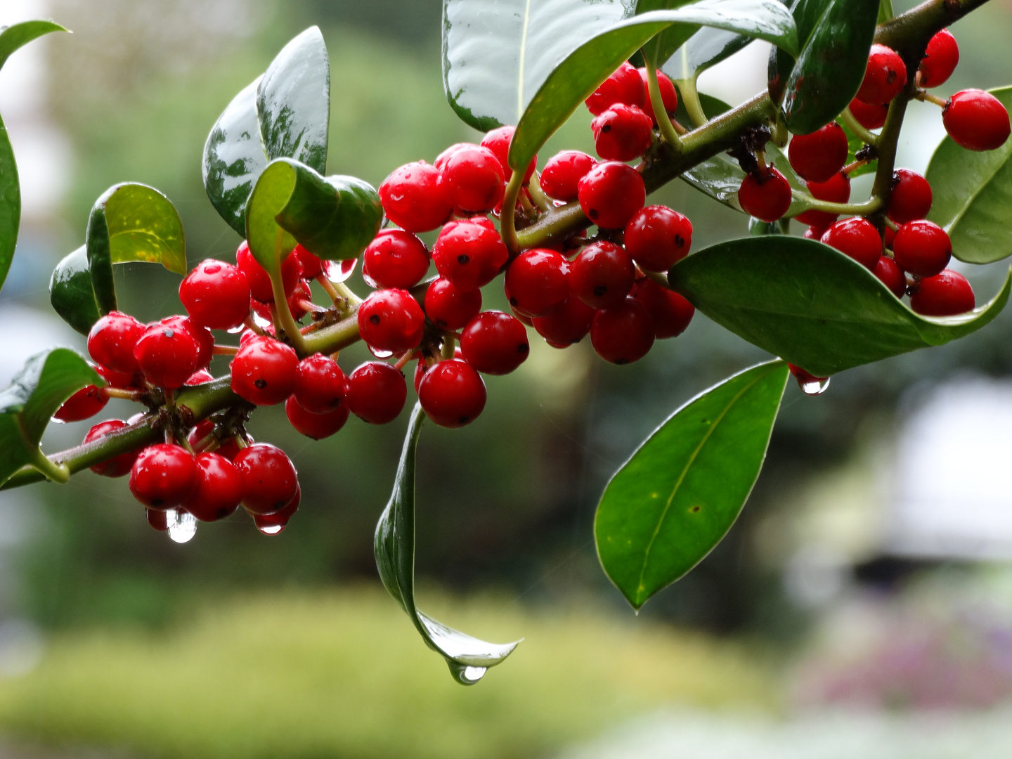 Vogelbeeren