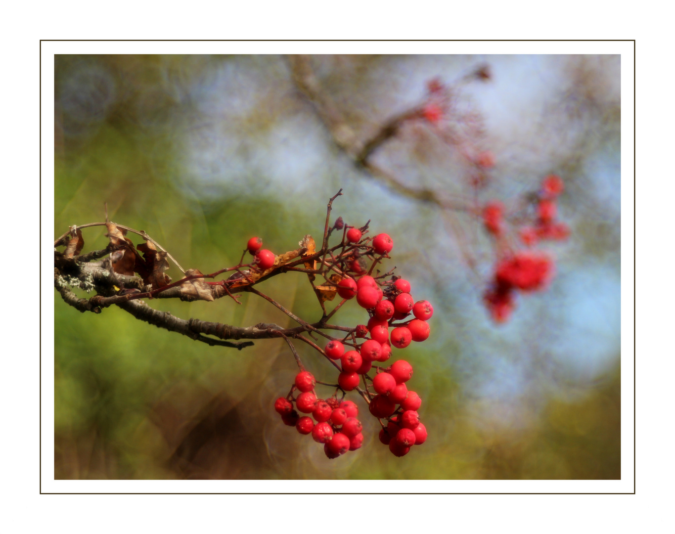 Vogelbeeren