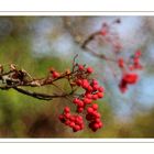 Vogelbeeren