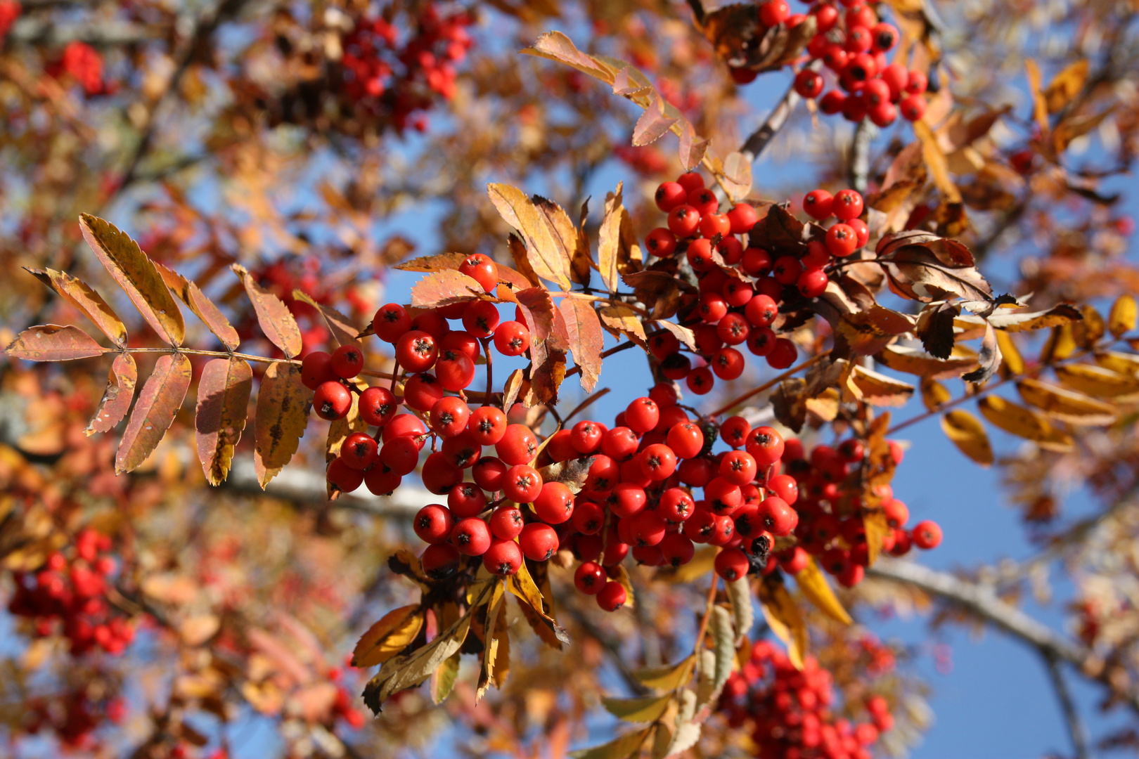 Vogelbeeren