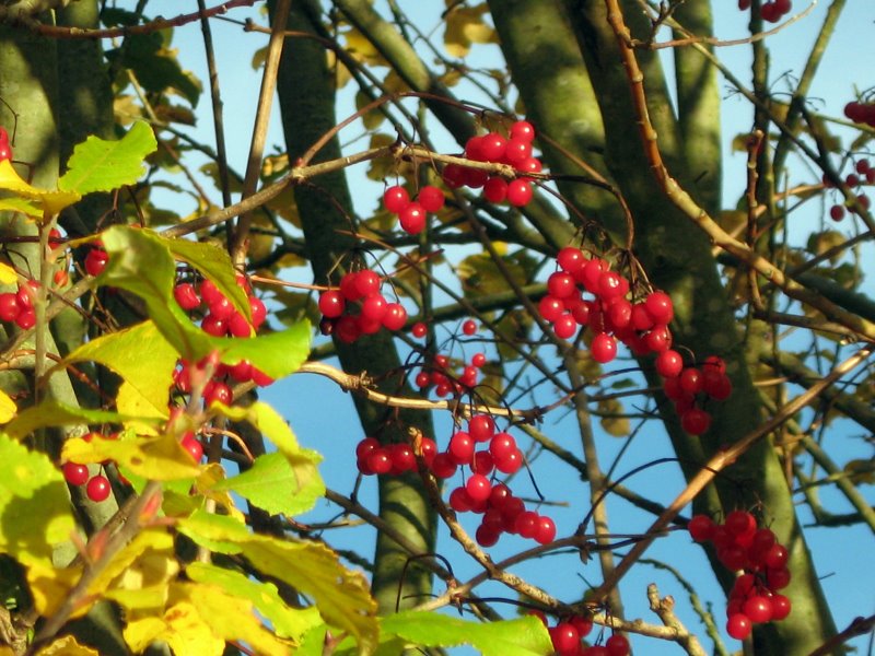 Vogelbeeren am kleinen Bischofsweiher