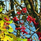 Vogelbeeren am kleinen Bischofsweiher