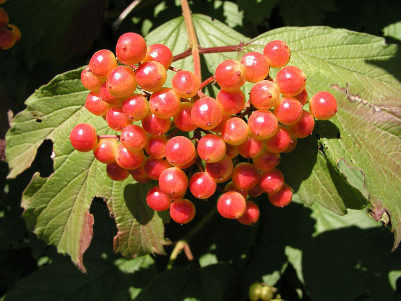 Vogelbeeren