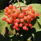 Vogelbeeren