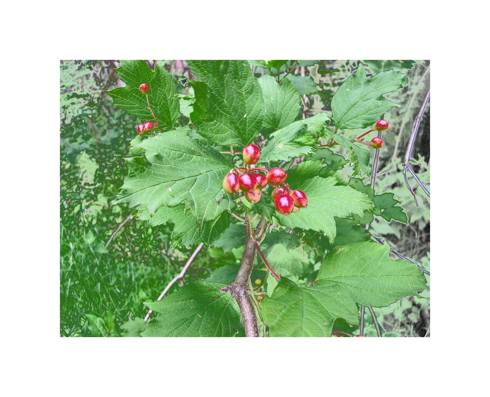 Vogelbeeren